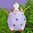Tinkerbelle - Fliegendes Glücksschwein